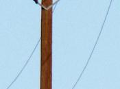 León montaña sube cima poste electricidad