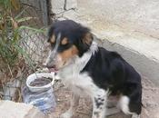 ARTHUR, cruce collie sólo desamparado medio campo. (Alicante)