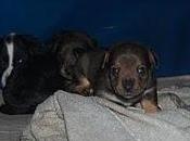 cachorros manos rumanos, euros para salvar cada uno!!!