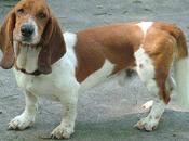 Basset-hound
