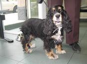 Barcelona, cocker años, quieren sacrificar