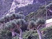 Dragos Anaga: Chamorga