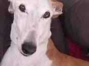 Carolina, galga llevado perrera porque dueños divorciado