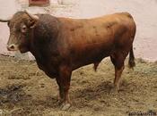 toros Lima