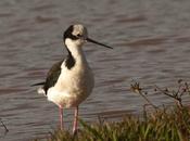 Tero real (Black-necked Stilt Himantopus mexicanus