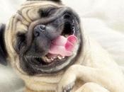 alergia perros