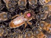 Introducción reinas fecundadas introduction queens fertilized.