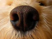 Conoce perros tienen nariz seca