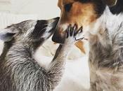 mapache cree perro