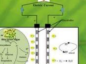 Dispositivo genera electricidad partir fotosíntesis algas verdiazules
