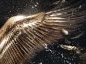 Fusión, Julianna Baggott