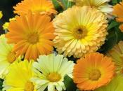 Flor Caléndula