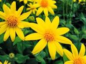 Básicos neceser: Arnica