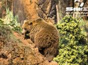 Cabárceno, reserva pardo