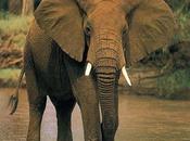 Elefante corre ayuda cuidador