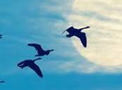 Seis habilidades clave para gestionar equipos eficazmente