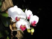 fijación orquídeas árboles