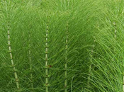 Cola caballo silicio vegetal para piel cabello