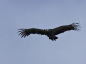 Chajá vuelo