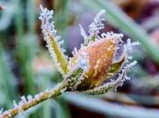 desencuentro frío (urticaria frigore)