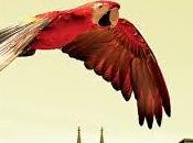 guacamayo rojo