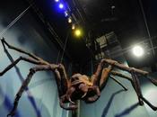 Araña gigante asusta desprevenidos