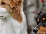 Adiestramiento, perros confrontación ideas