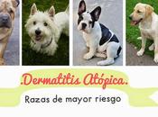 alergias perro