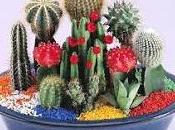 Cactus enano truco jardinería