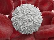 glóbulos blancos ‘escanean’ sangre para provocar ictus