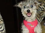Lenguaje perruno