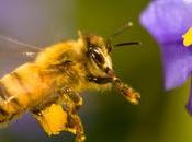 ¿Las abejas perciben olores aromas? bees perceive smells flavors