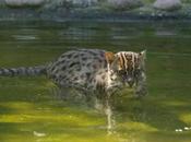 gato pescador, especie peligro