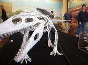 Hallan fósiles nueva especie cocodrilo millones años