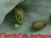 L´hortet learning: plantar semillas limón