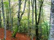 bosque Peloño