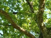 CONCIENCIA acorde CUMBRE CLIMA