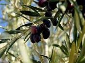 Aceitunas olivos