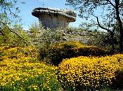 Primavera Noviembre