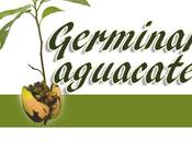 Germinar aguacate.