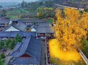 antiguo árbol Ginkgo chino despide océano hojas doradas