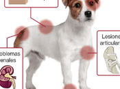 aspectos importantes leishmaniosis perros