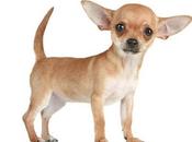 importantes particularidades perros Chihuahua