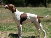 características comunes perros Pointer