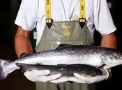 ¡Transgénico vuela… cazuela!