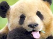 PANDAS: Cuando infección estreptococos conduce trastorno obsesivo compulsivo