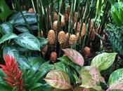 Maravillas tropicales