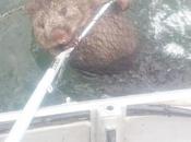 Pescadores rescatan Wombat medio lago