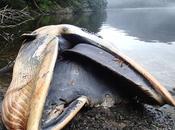 ballenas encontraron muertas varamientos grandes mundo