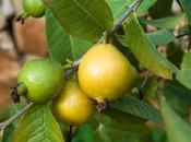 Guayaba